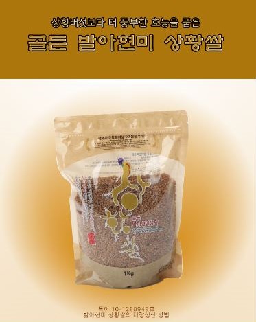 발아현미상황쌀